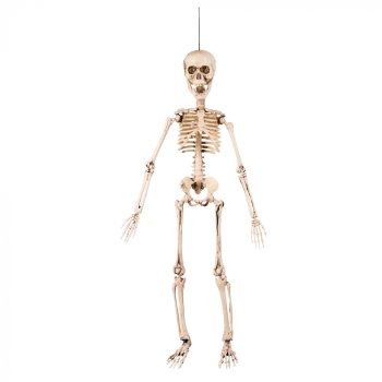 Dekoratsioon Skelett 50cm