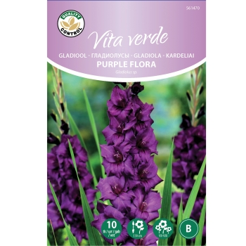 Vita Verde Gladiool Purple Flora 10tk
