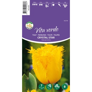 Vita Verde Tulp Crystal Star B 7tk