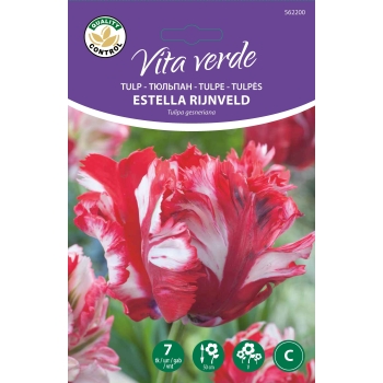Vita Verde Tulp Estella Rijnveld C 7tk