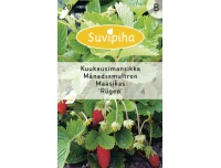 Suvipiha Kuumaasikas 0,2gr B