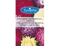 Suvipiha Aedaster pojengõieline 0,5gr A
