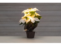 Kunstlill Jõulutäht potis LED 36cm