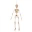 Dekoratsioon Skelett 50cm