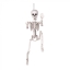 Dekoratsioon Skelett 60cm rippuv