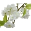 Kunstlilleoks Kirsiõied 79cm valge
